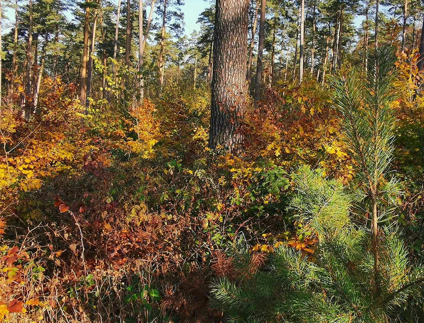 Ein Mischwald im Herzen von Brandenburg, Deutschland. 