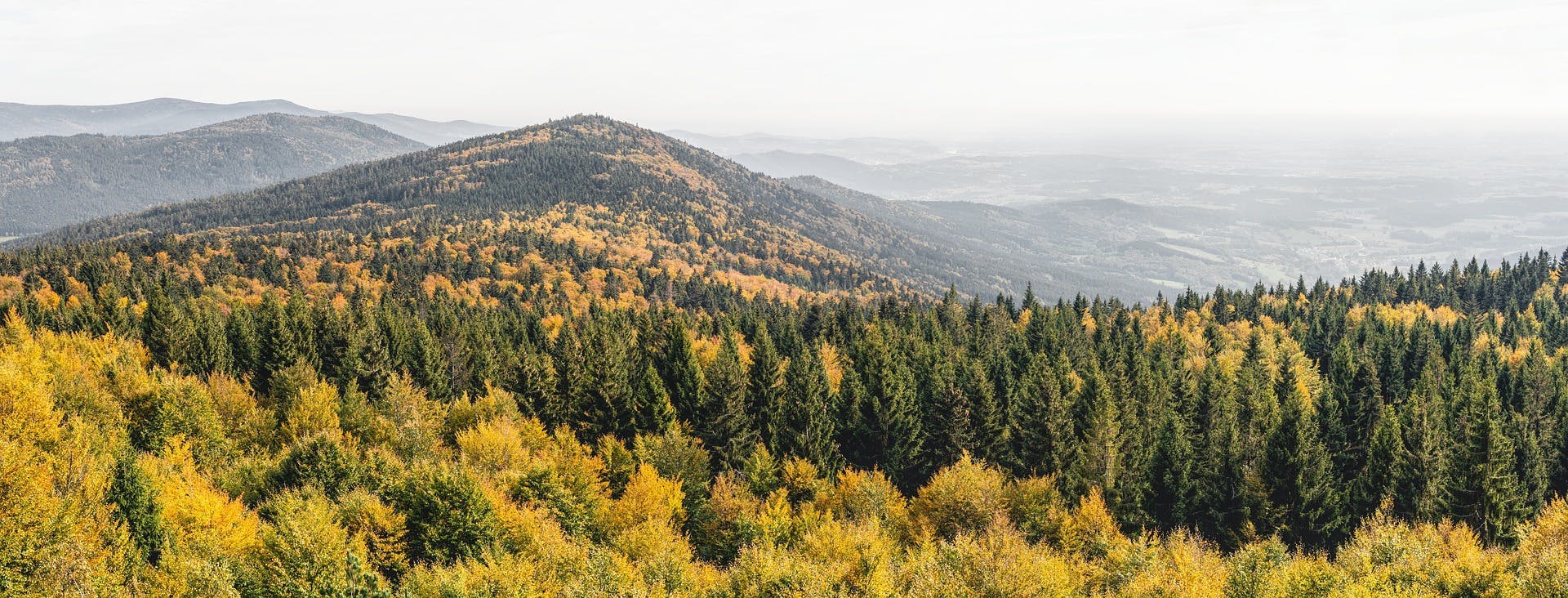 Ausblick von einem Berg, der den Mischwald im Bayerischen Wald zeigt (Foto: Felix Mittermeier)