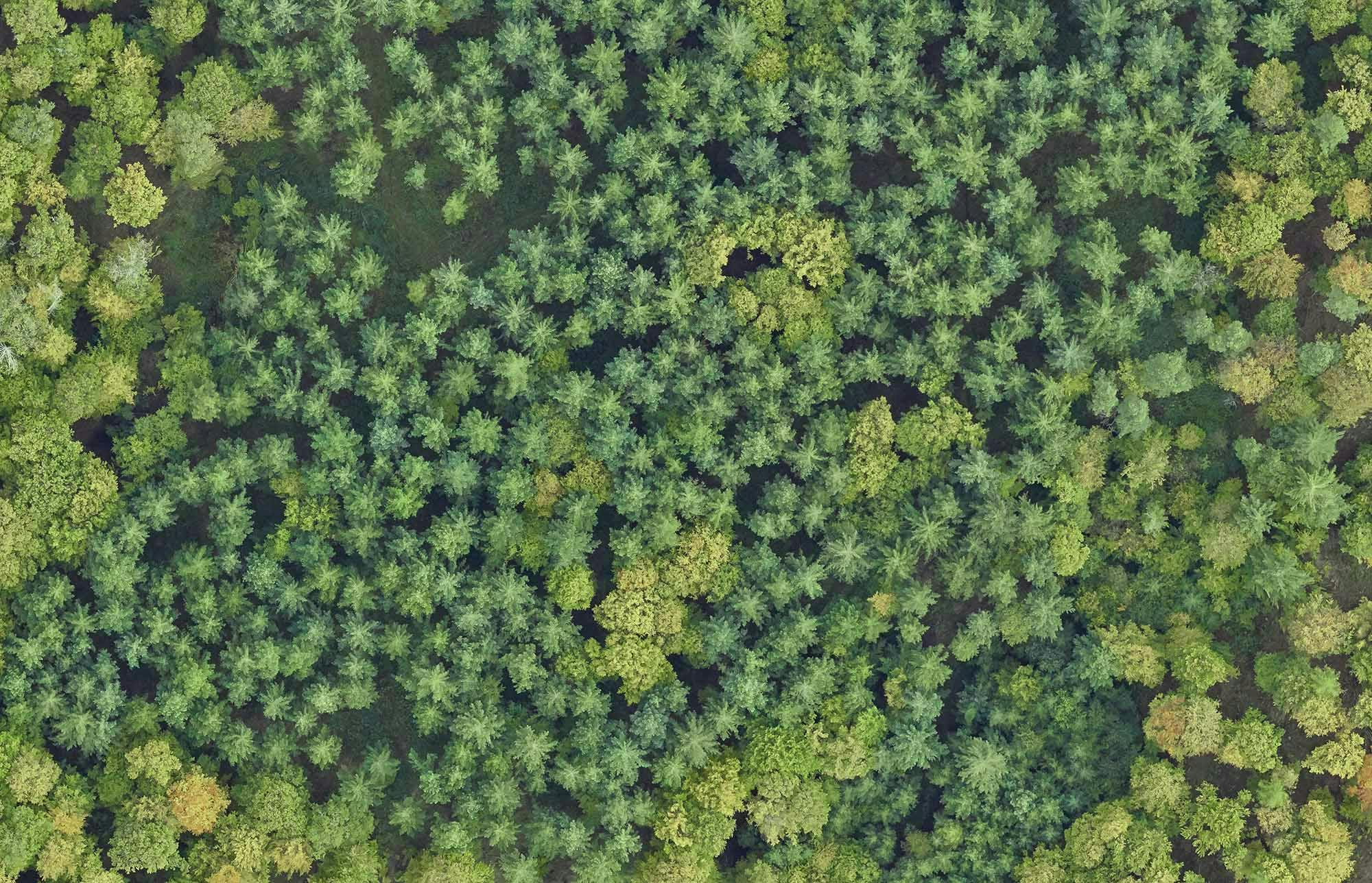 Aerial image of a forest 