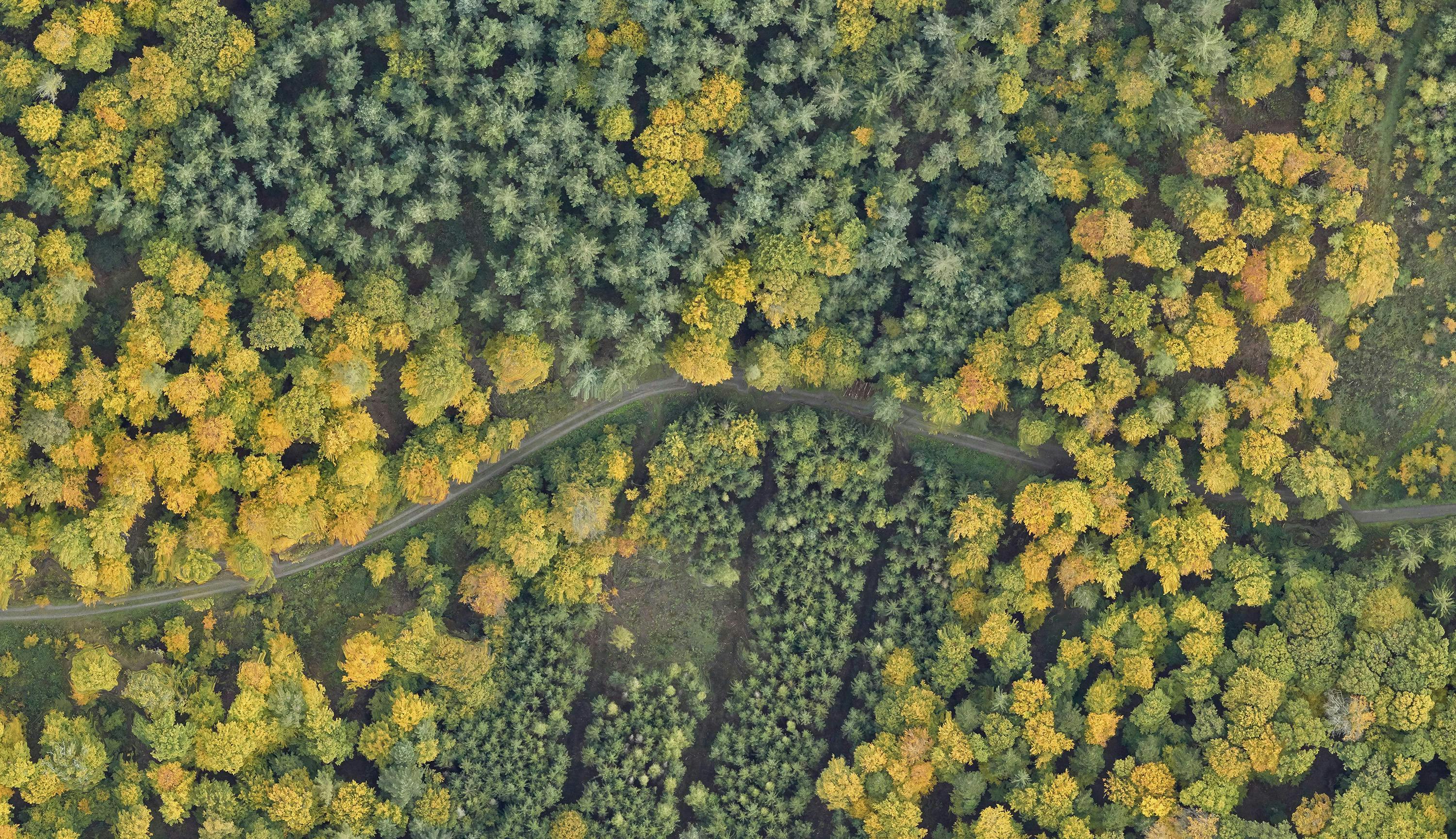 Aerial image of a mixed forest with a gravel road in the middle 