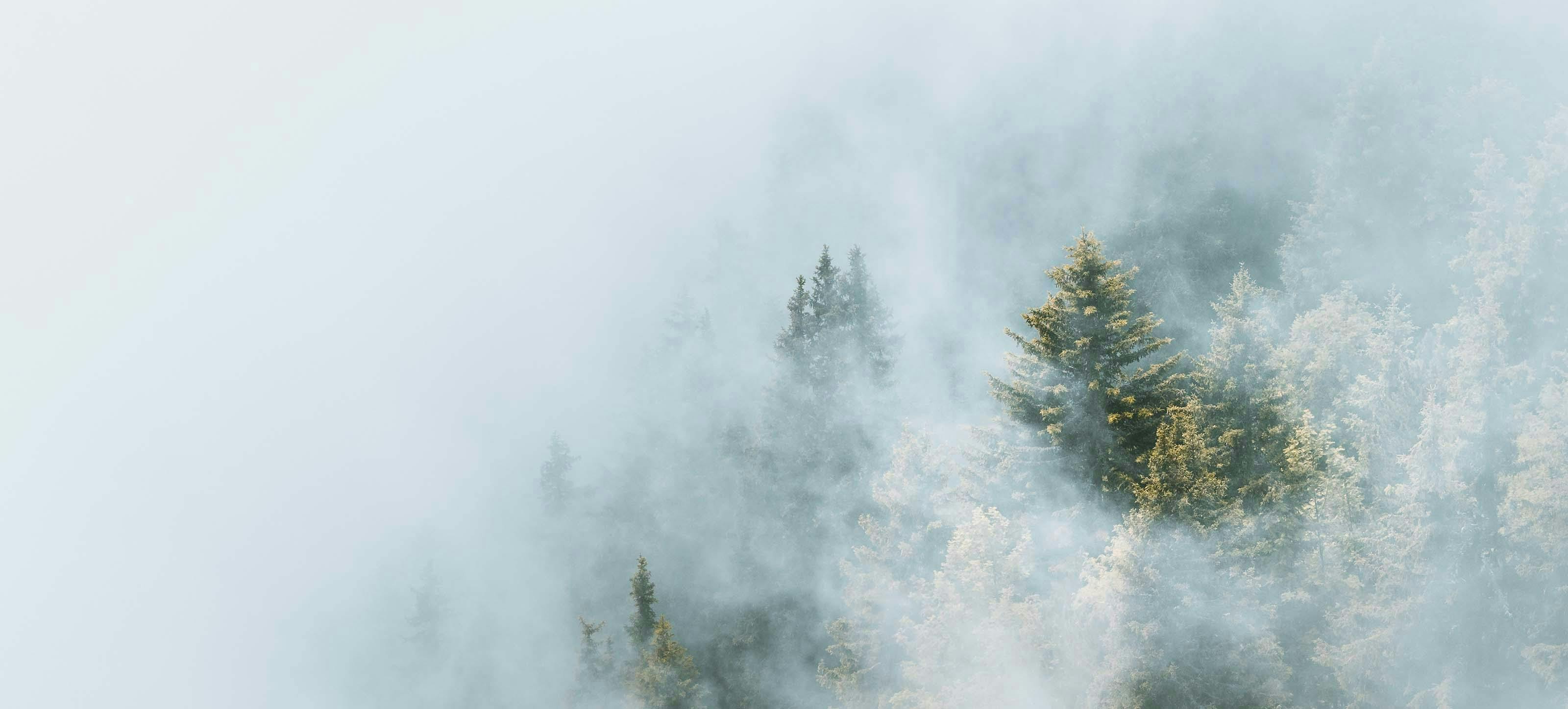 Wald mit aufsteigendem Nebel