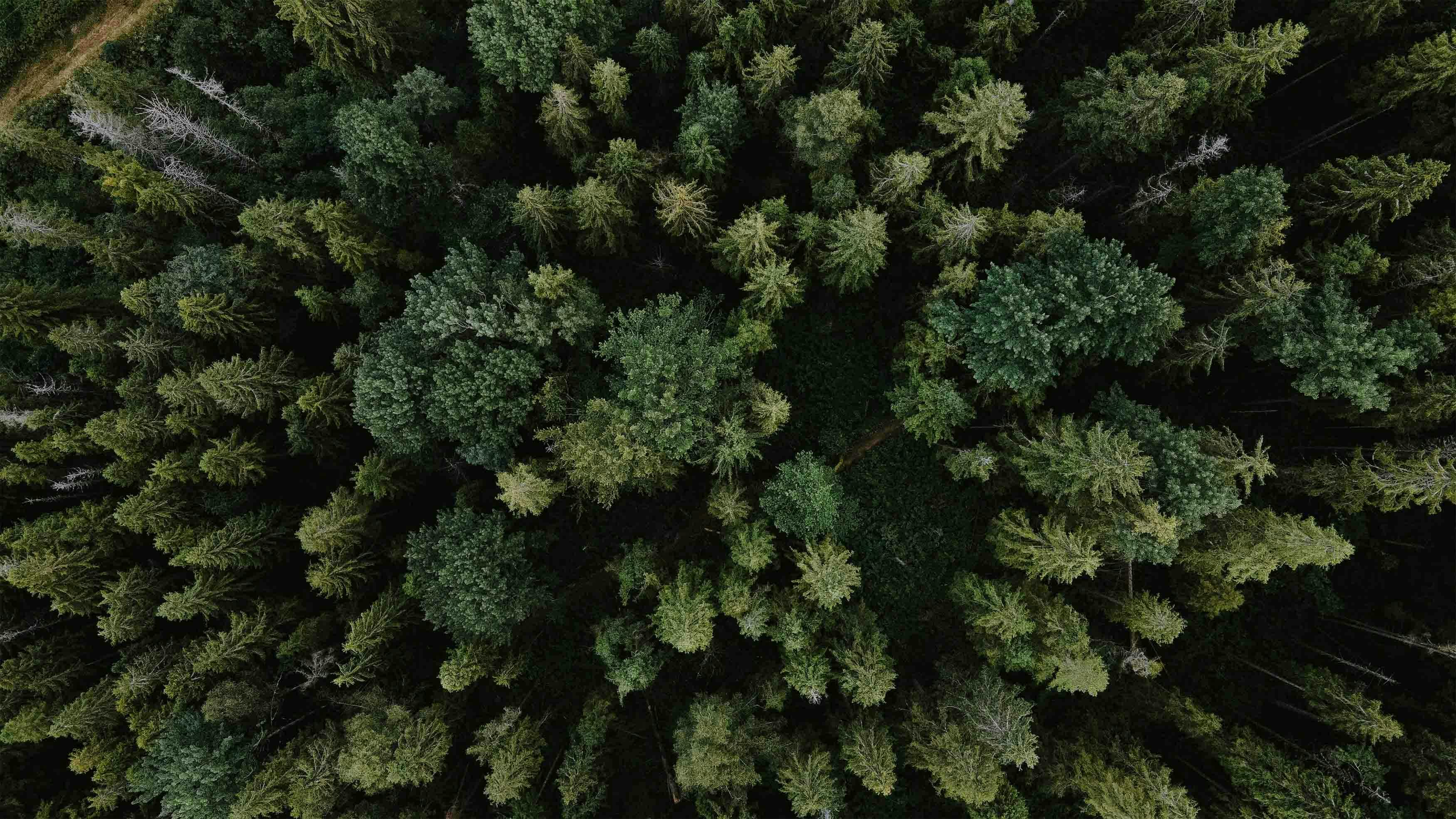 Aerial image of a mixed forest 
