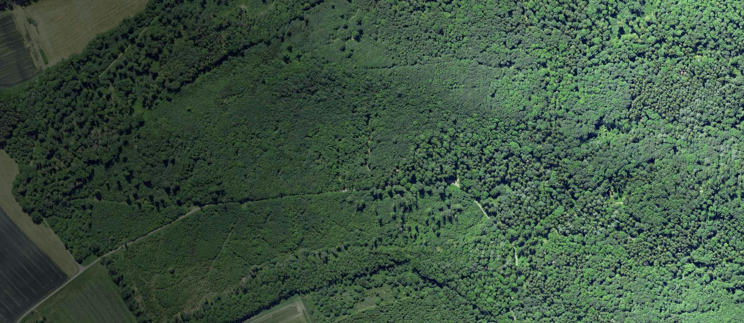 Luftaufnahme einer Waldfläche