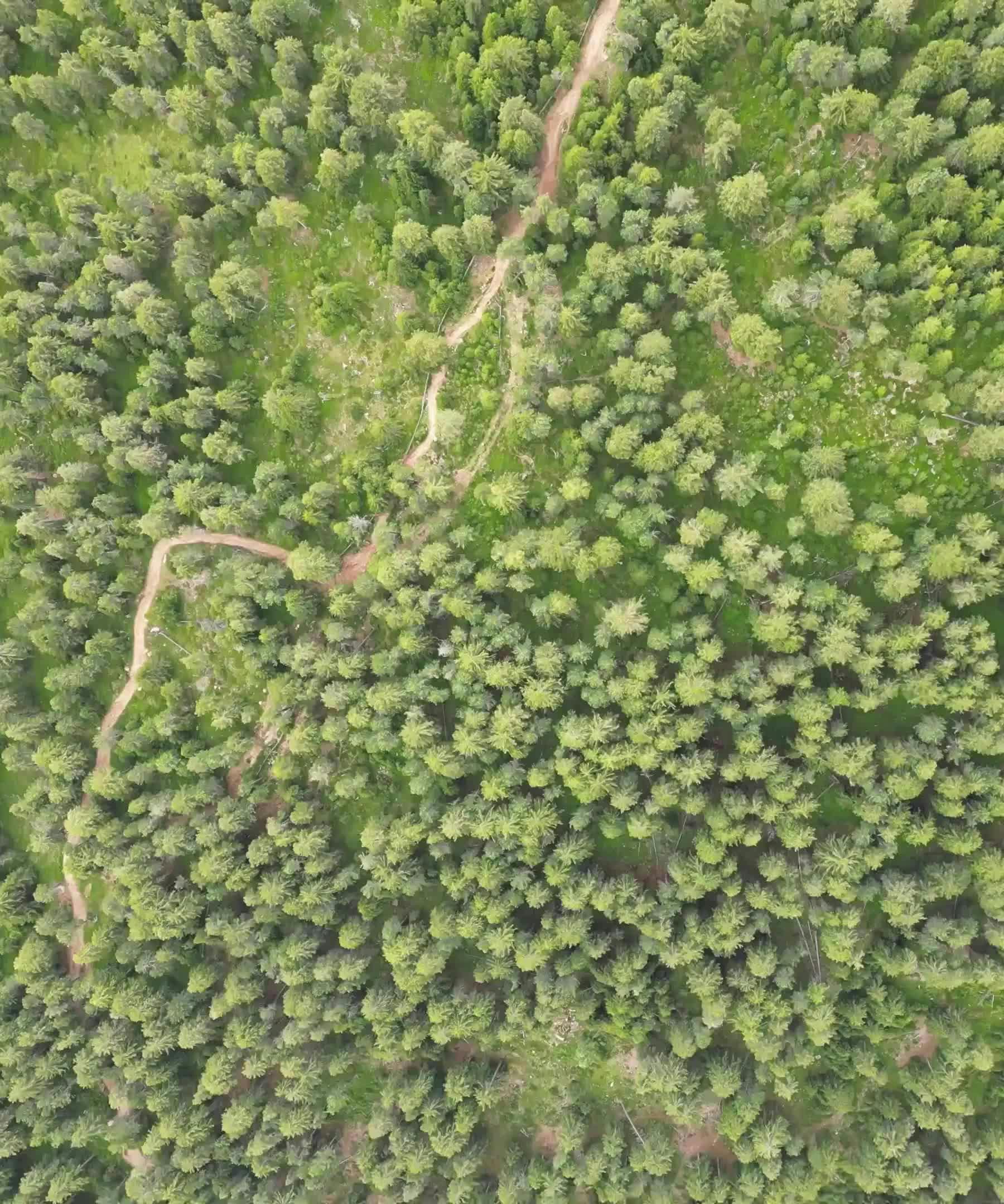 Aerial image of a forest with a walking path. 