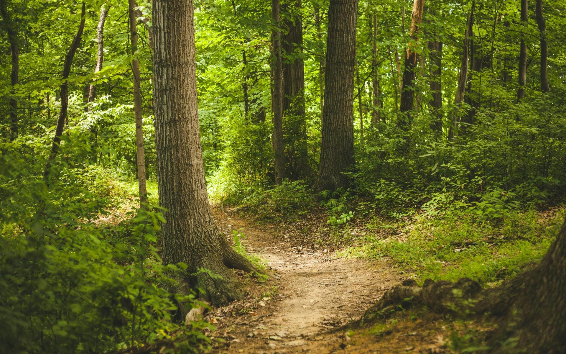 Calamities – A growing Threat to Forests