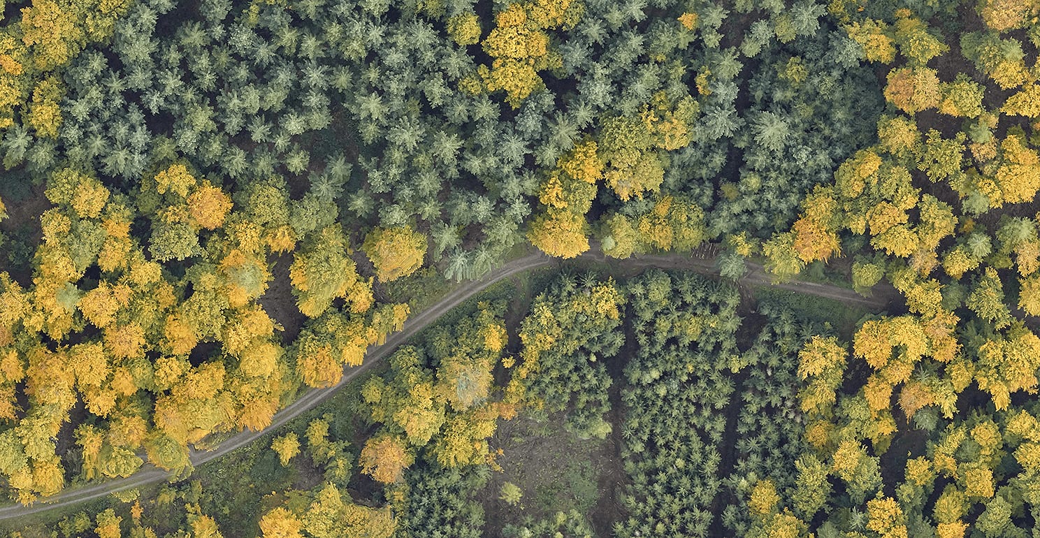 Luftbild eines Mischbestands mit Waldweg im Herbst