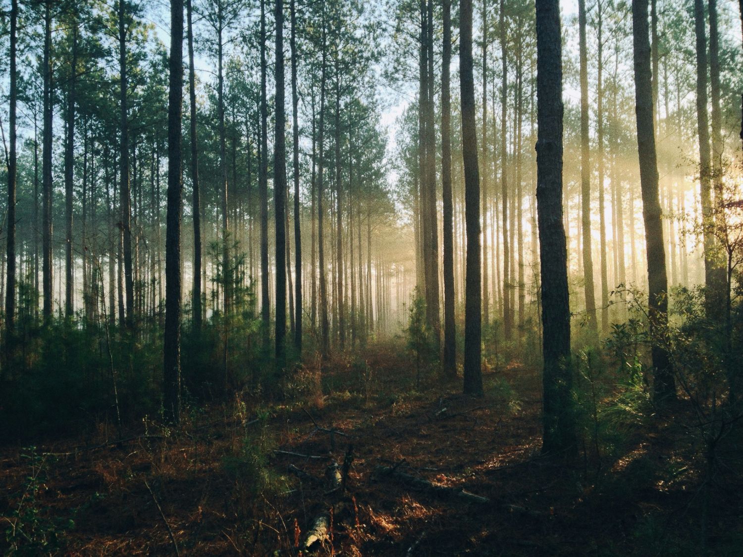 Kiefernbestand im Morgenlicht – Wirtschaftswald, wie ihn Forstbetriebe mit ocell digital erfassen